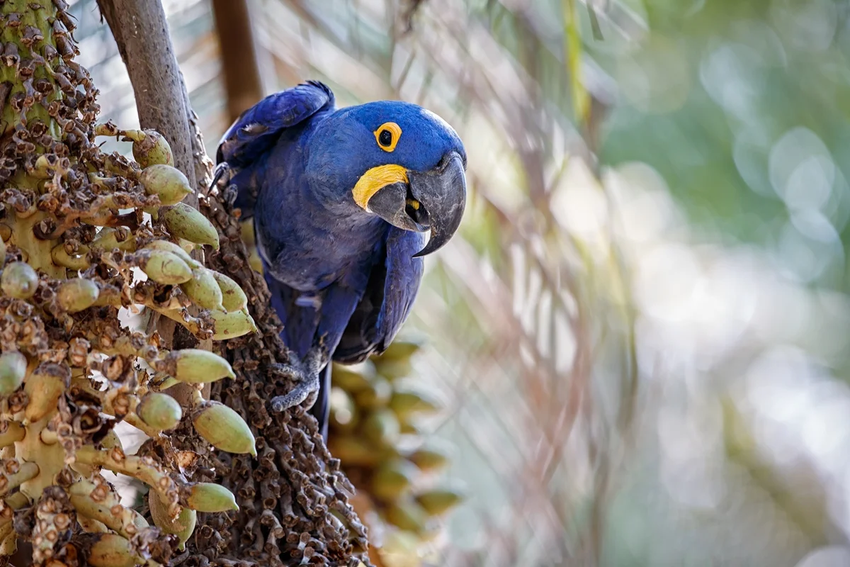 Nova lista da fauna ameaçada inclui arara-azul, bugio