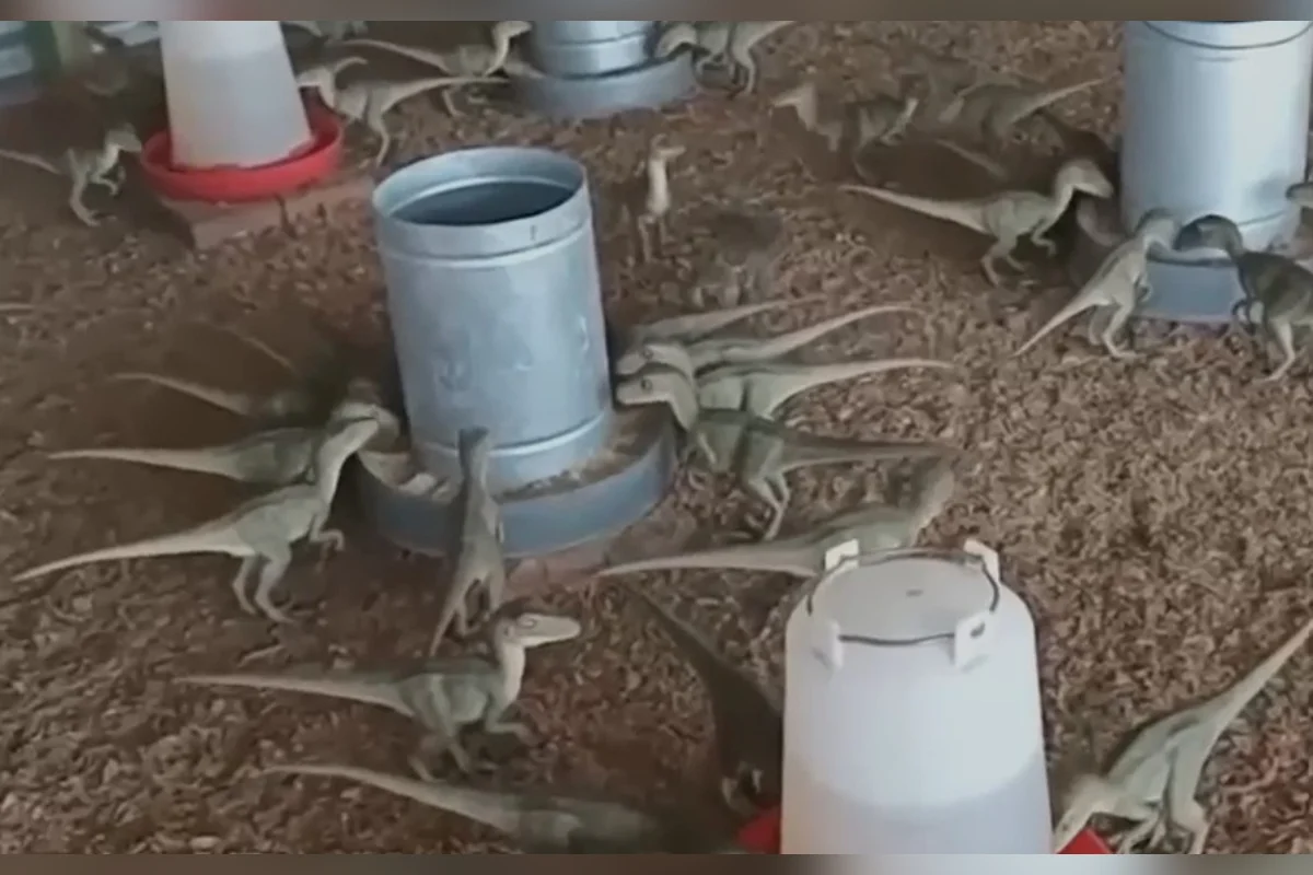 Anúncio de “mini dinossauros?