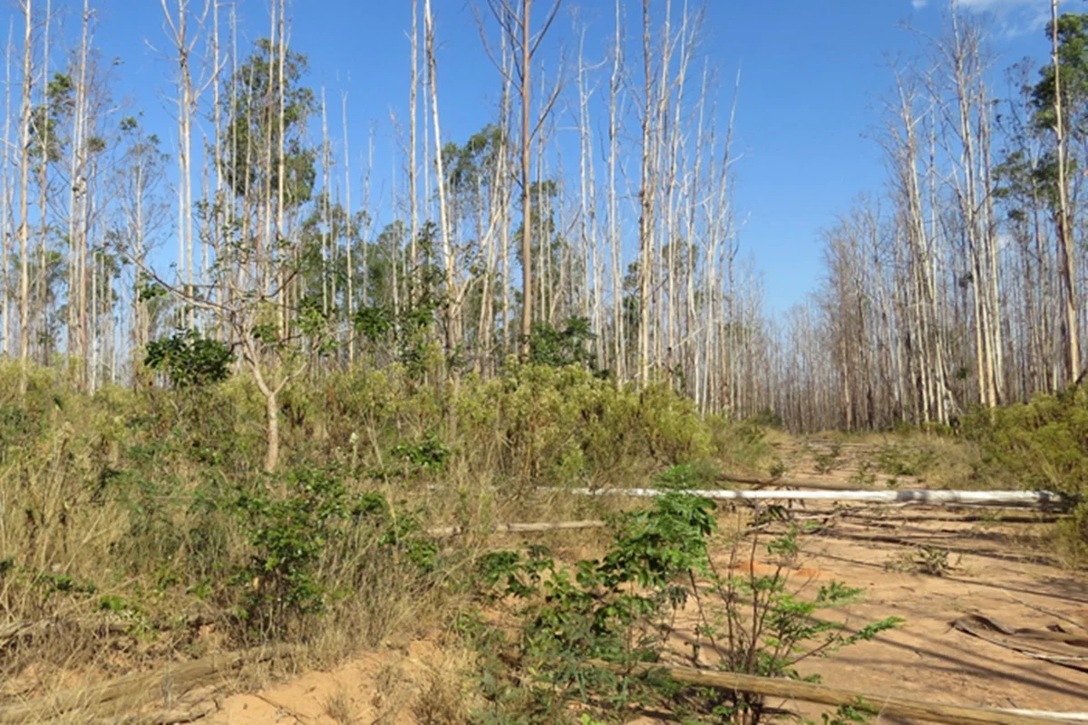 IA revela áreas agrícolas abandonadas no Cerrado brasileiro