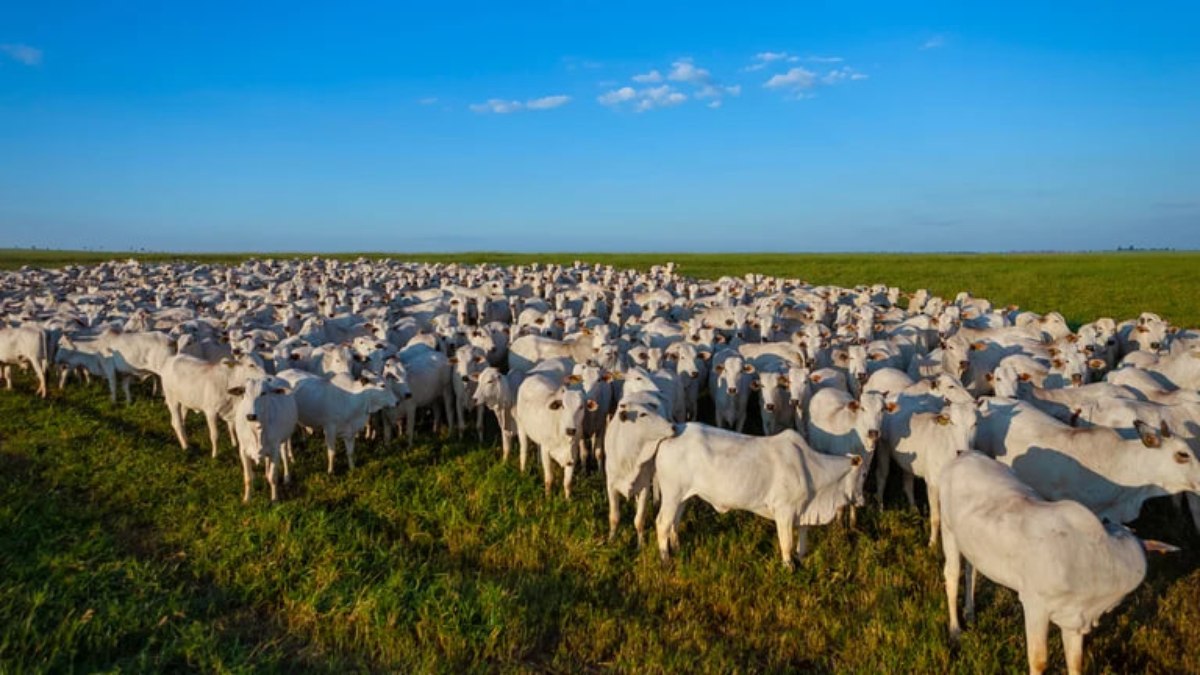 O agro é linha de avanço
