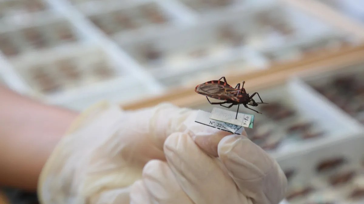 Anvisa aprova remédio infantil contra a doença de Chagas