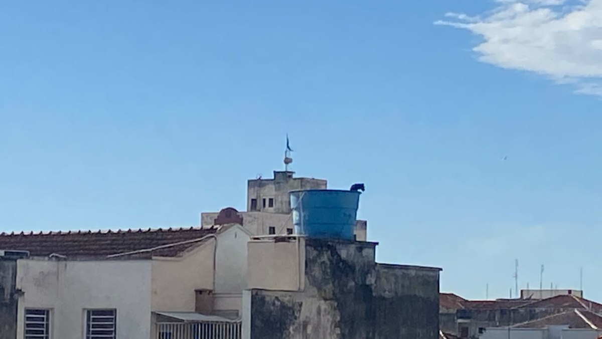 Urubu é flagrado em caixa d'água de prédio; entenda os riscos
