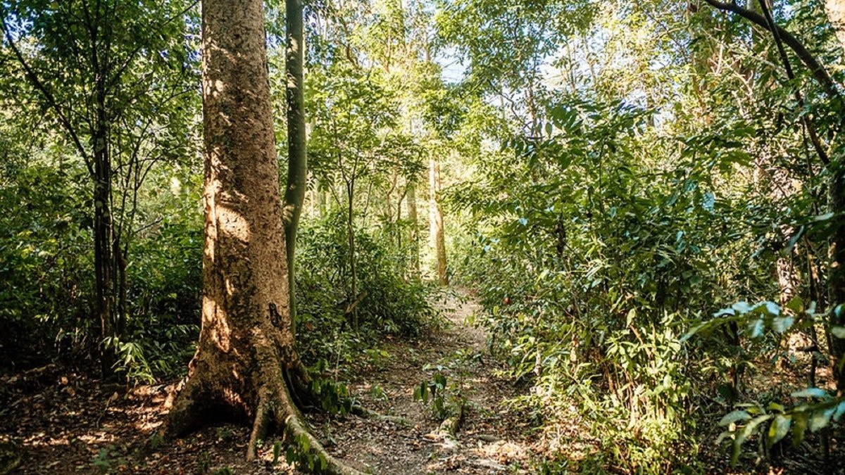 Mercado de carbono competitivo moderniza conservação florestal
