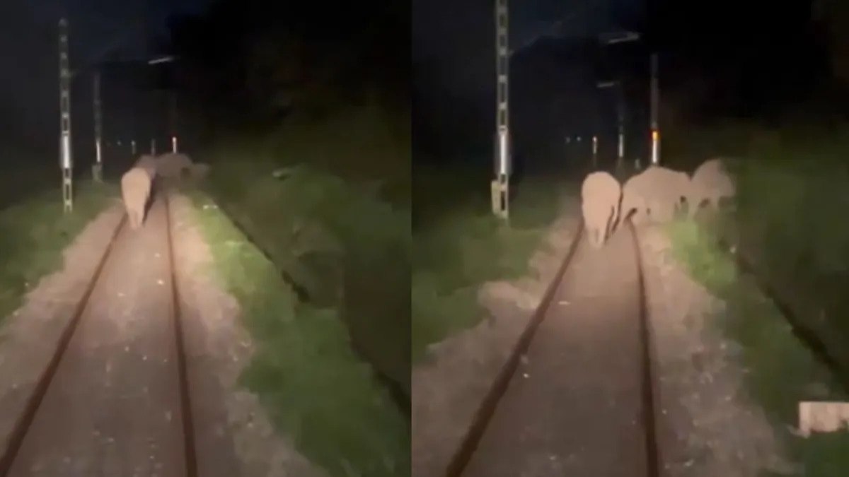 Elefantes param trem ao caminhar pelos trilhos na Índia