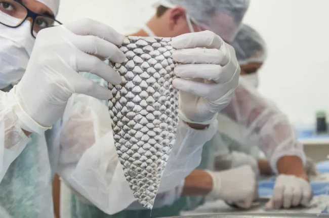 Fábrica de curativos de pele de tilápia transforma pesquisa brasileira em indústria no Ceará