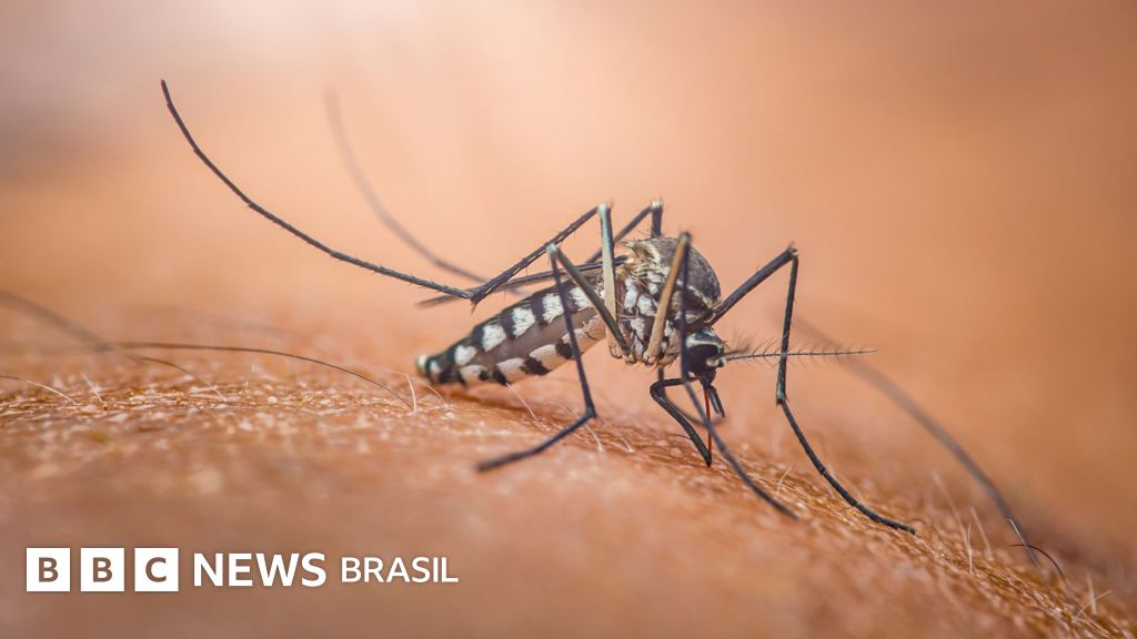 Por que existe o Dia Mundial do Mosquito ?