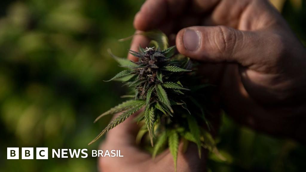 Quando o Brasil exportava maconha: o passado de um comércio esquecido