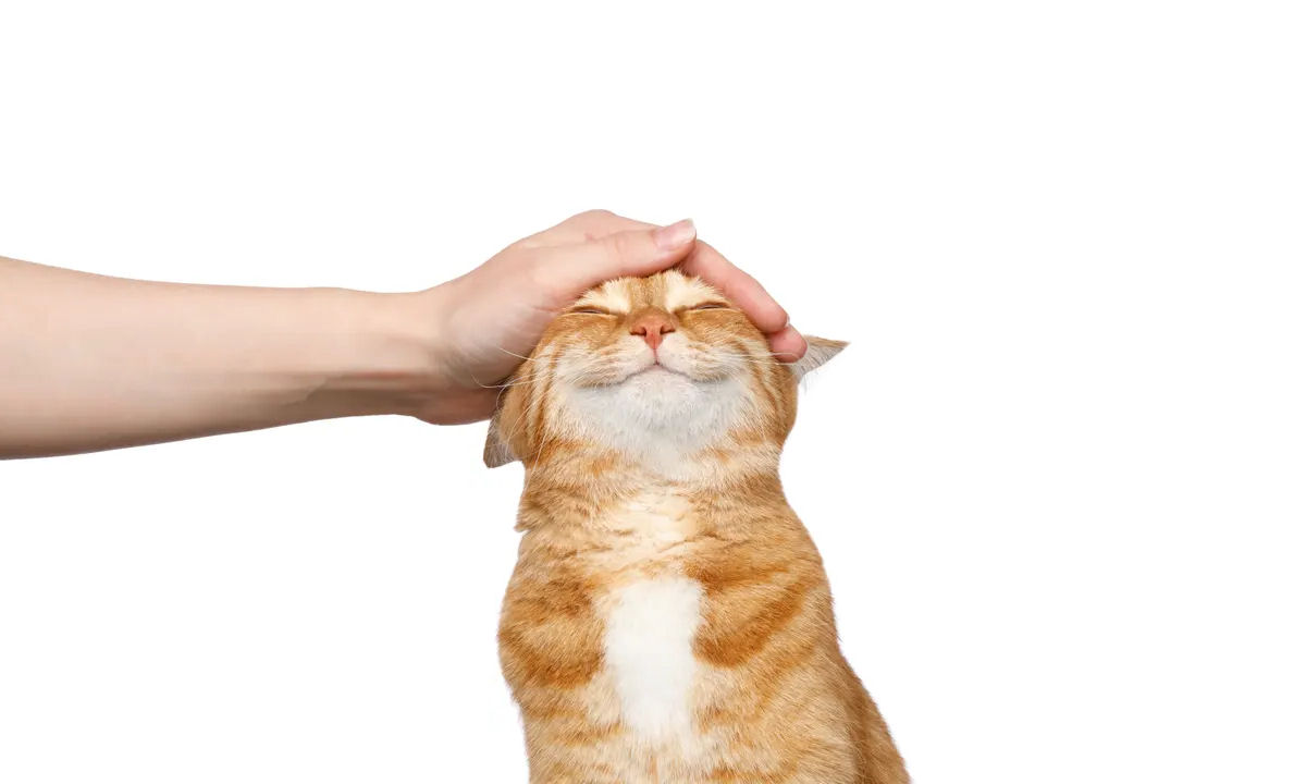 Lei da Atração: por que os animais ficam obcecados com certas pessoas?