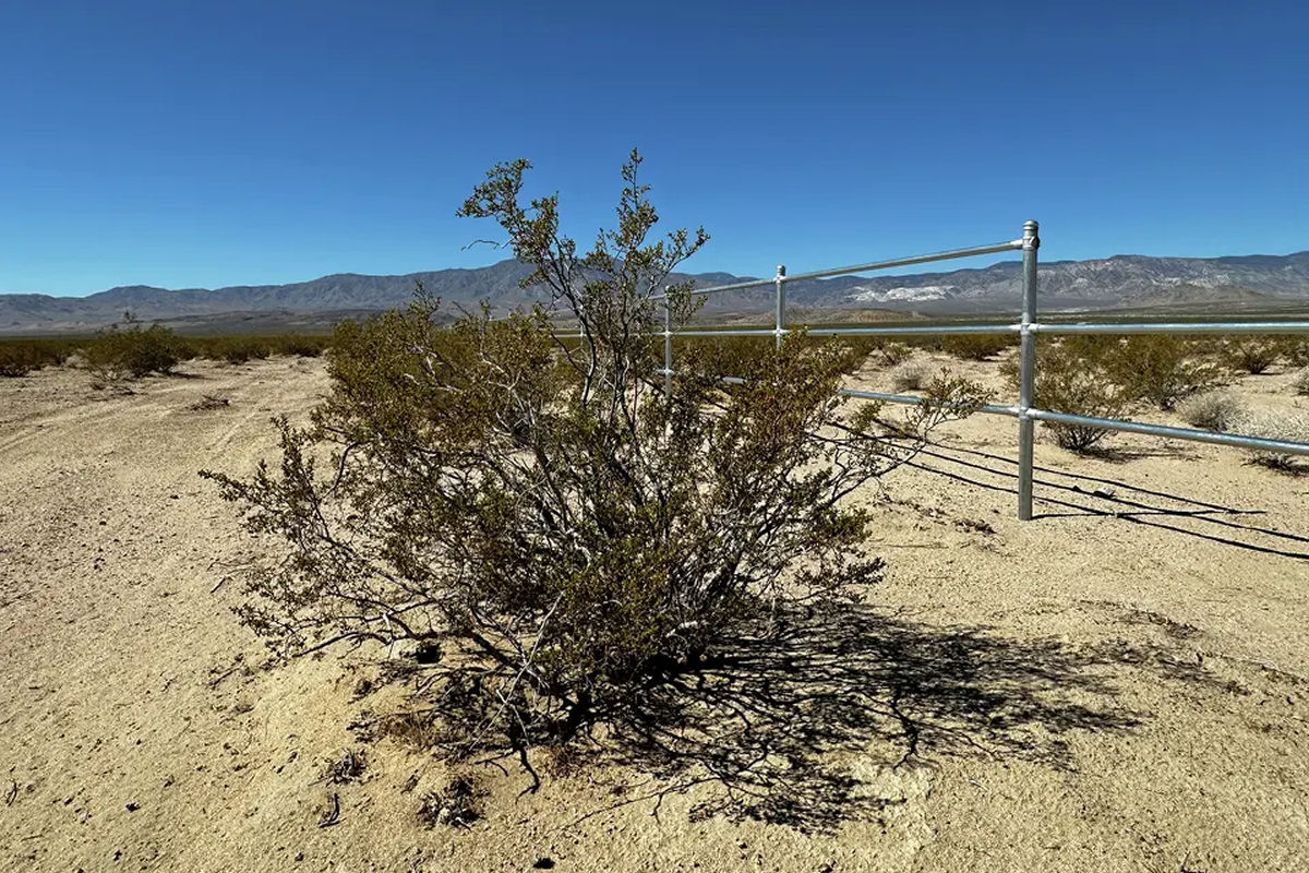 Uma das plantas mais antigas da Terra vive no deserto da CalifÃ³rnia, e ninguÃ©m liga