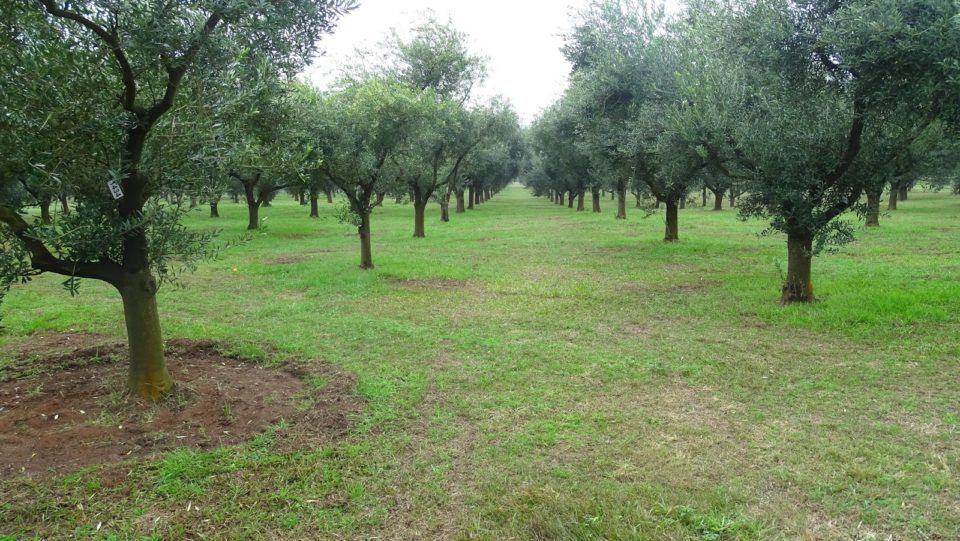Tecnologia já transforma olival com drones, IA e lagares automatizados