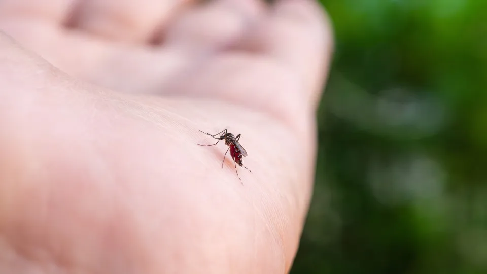 Os mosquitos adoram estes dois alimentos. Consome