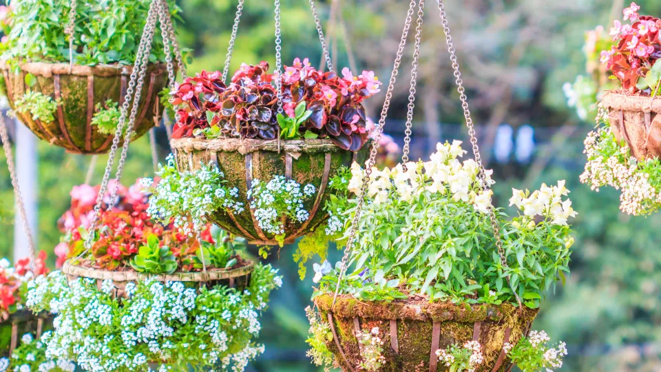 6 plantas que precisam de mais água quando o tempo está muito quente