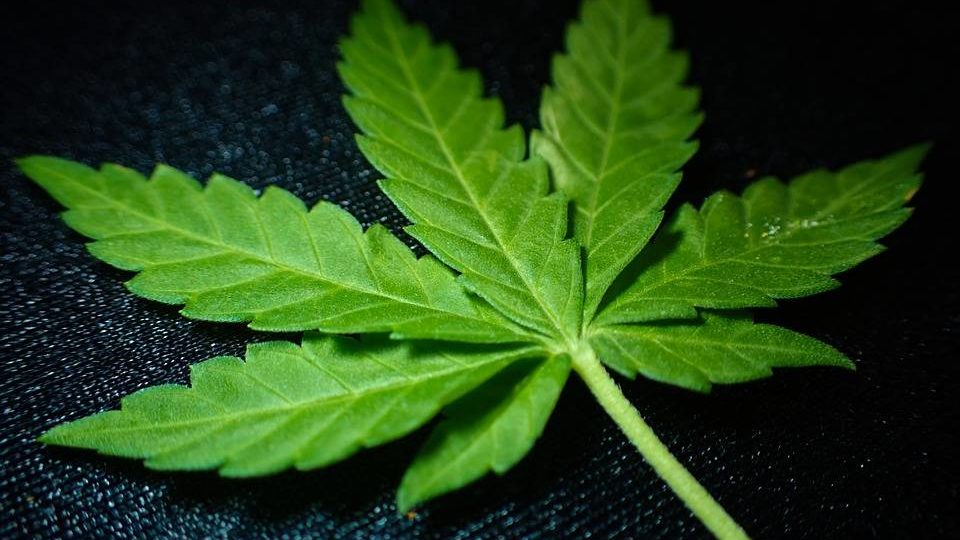 A fraude da maconha inofensiva