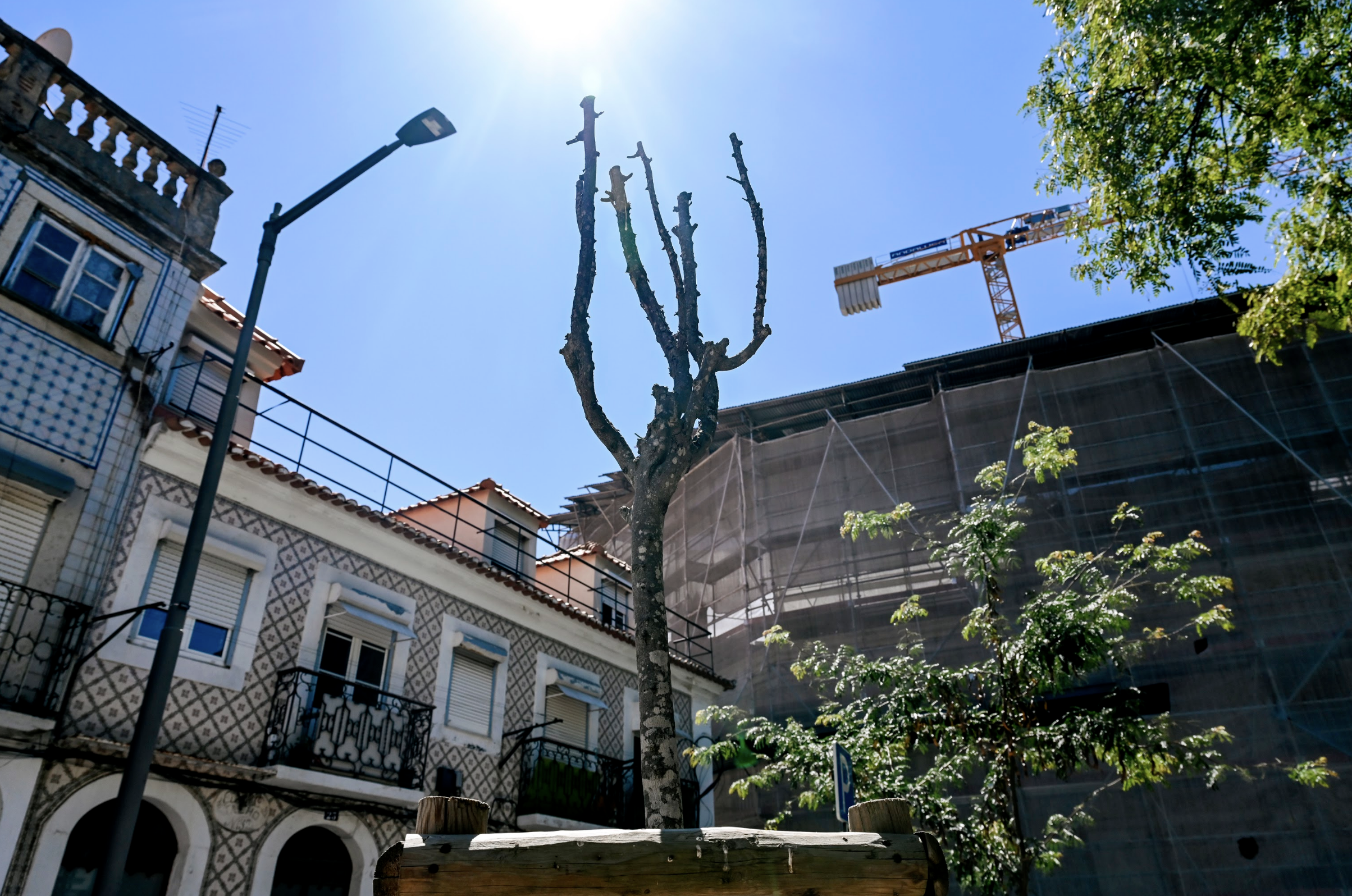 Descrentes e desiludidos, cidadãos pedem consequências para abate de árvores em Lisboa
