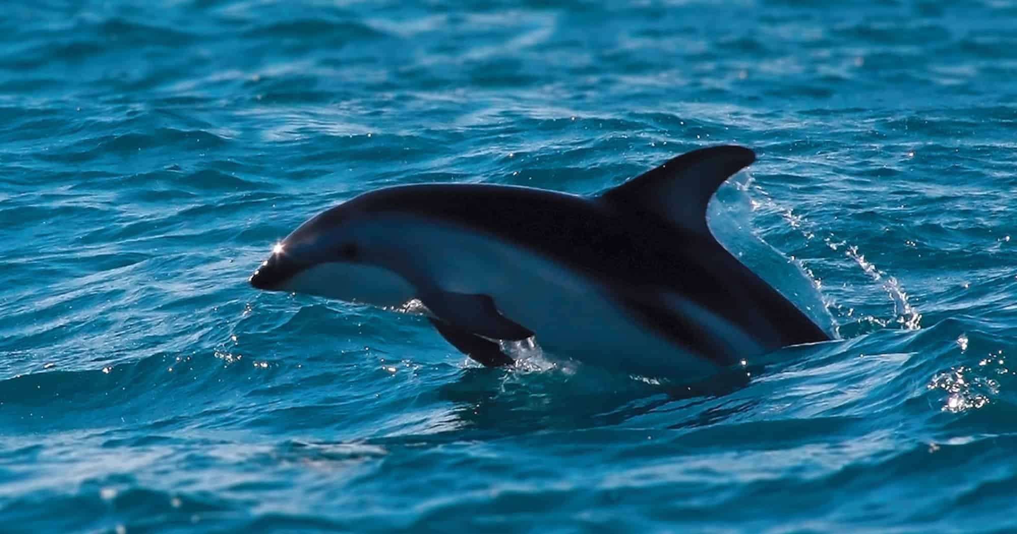 IA identifica espécies de golfinhos pelos assobios; saiba mais