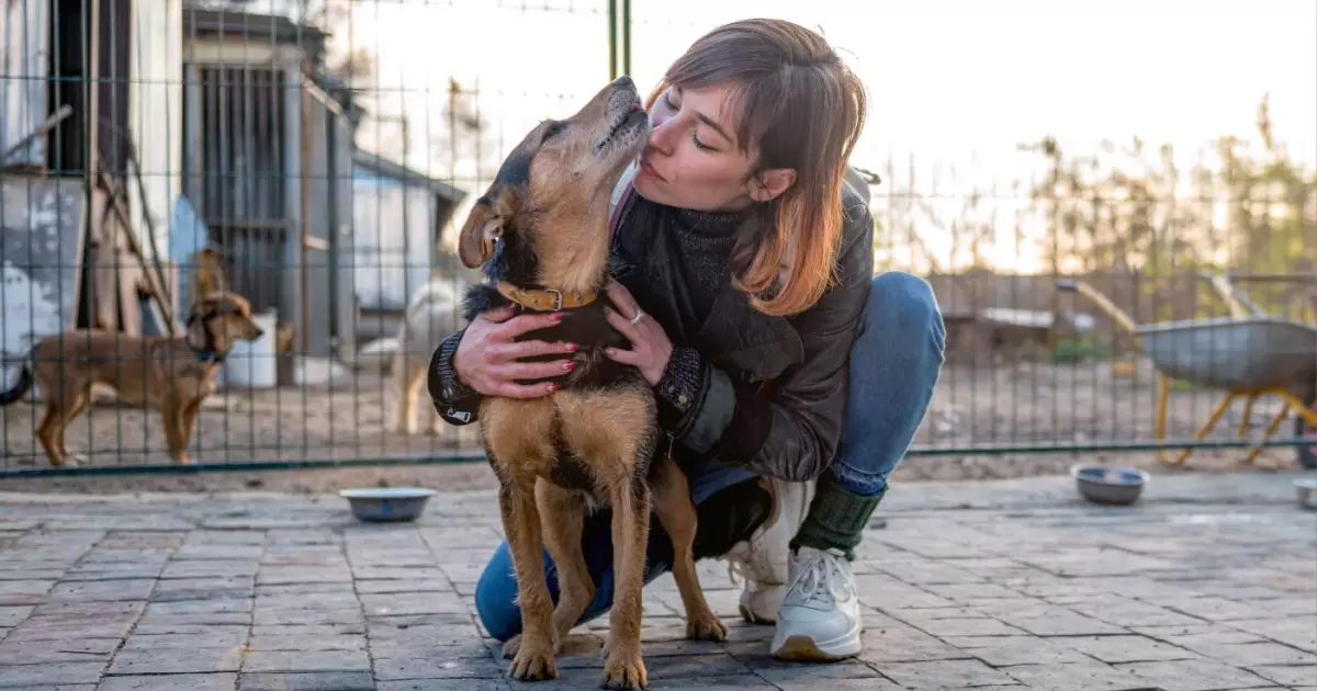 A realidade da adoção: pesquisa inédita revela como idade, cor e porte definem o destino de animais em abrigos no Brasil