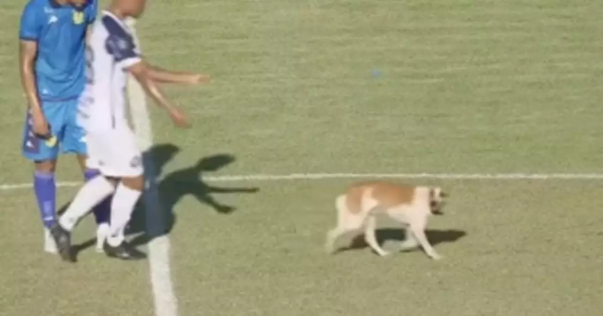 Jogo da Série D do Campeonato Brasileiro é marcado por invasão canina