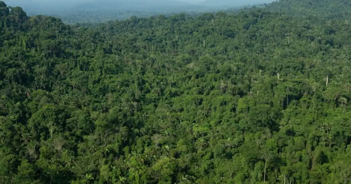 Brasil Adiante: 'Brasil deve liderar a discussão de capital natural', diz Roberto Waack