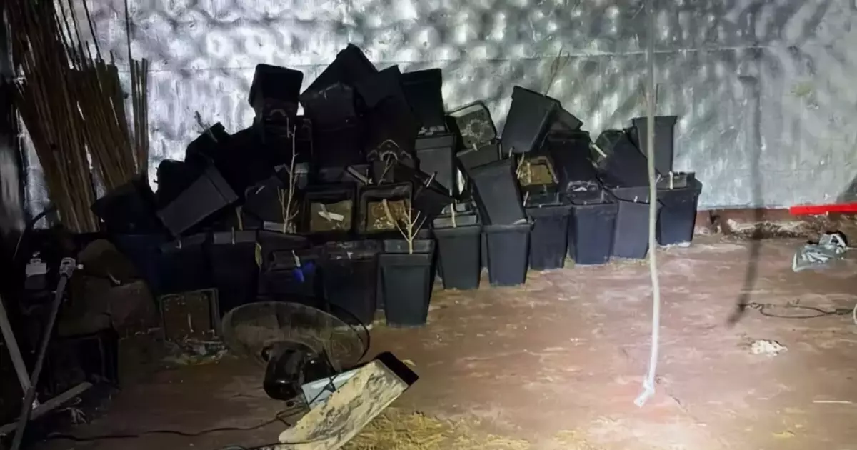 Eles compraram uma casa e descobriram que antigos proprietários deixaram uma plantação de maconha