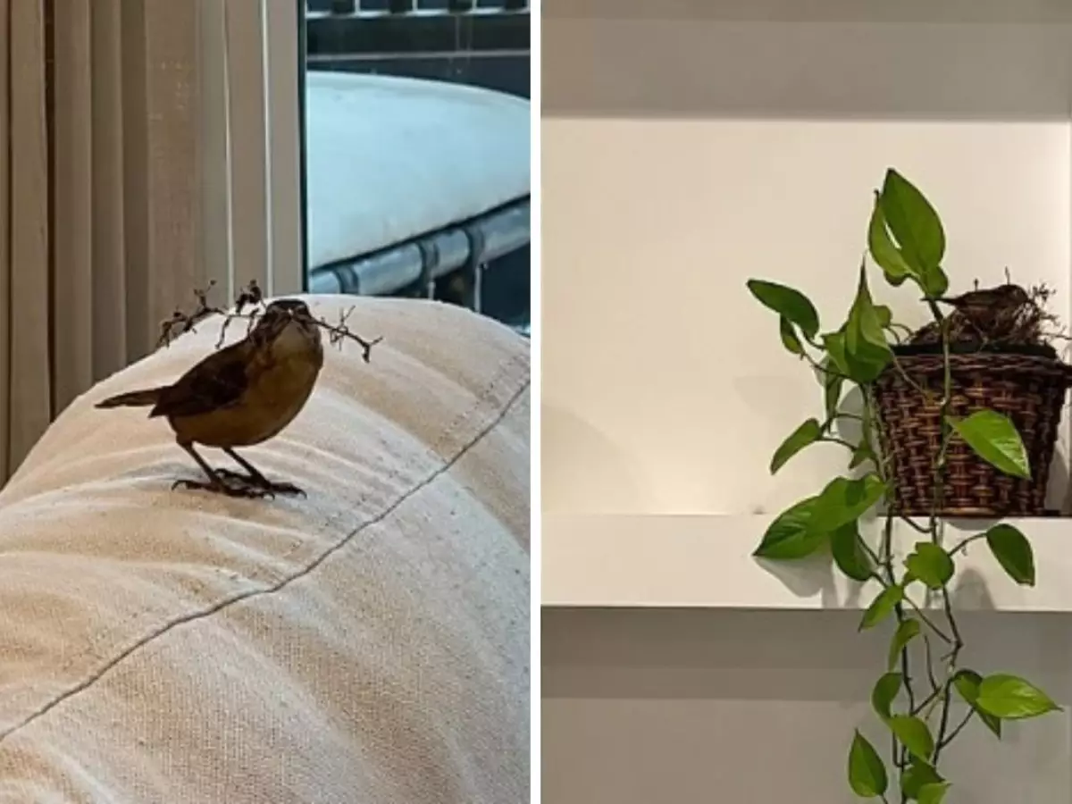 Ex-Record mostra passarinho invadindo sala de TV fazendo ninho em vaso de planta