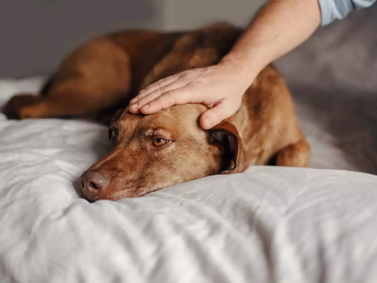 Cachorros podem ter depressão? Saiba causas e como ajudar