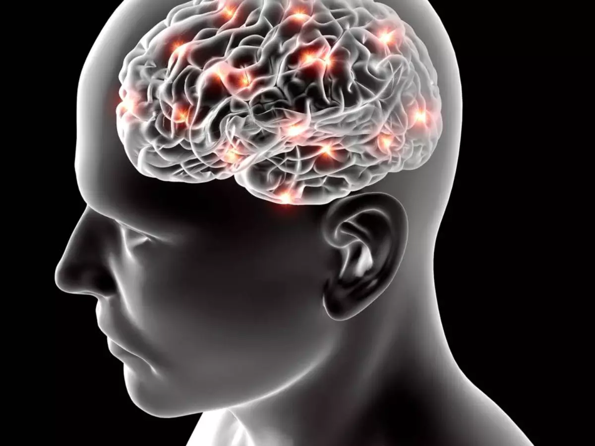 Como uma única célula constrói um cérebro: cientistas revelam novo mecanismo de organização neural