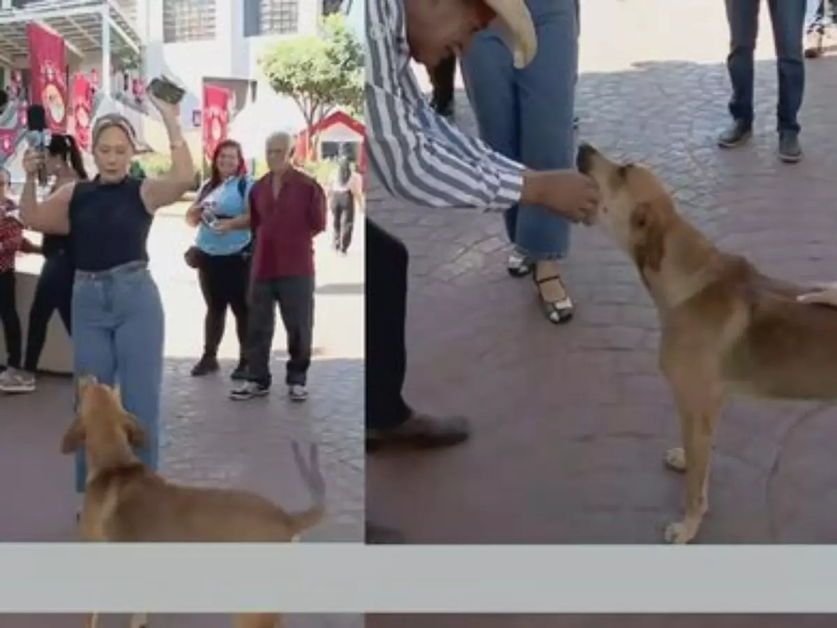 Cachorro tenta comer 'ponto' de jornalista ao vivo; veja vídeo