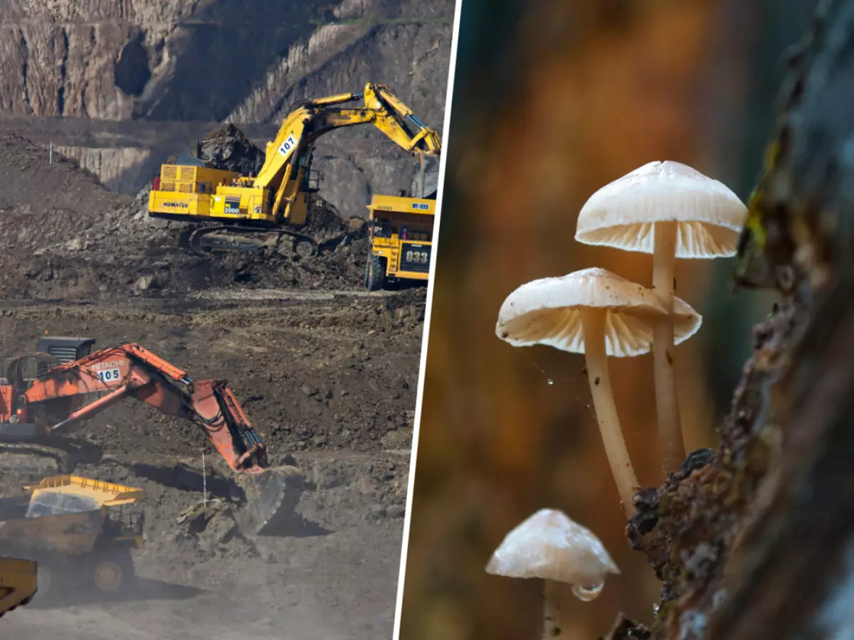 Em 2019, descobrimos fungos que metabolizam ouro; há quem já busque transformá