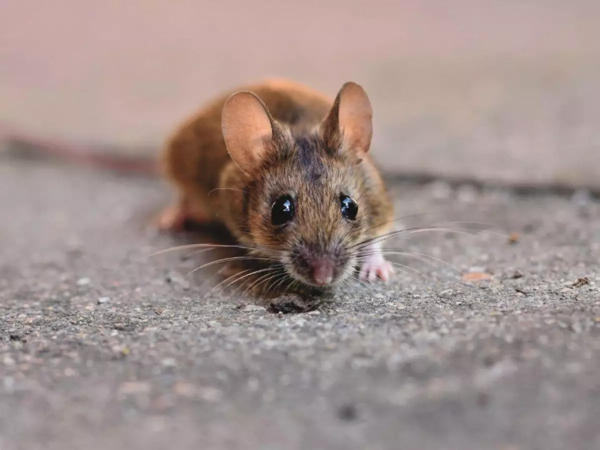 O que significa sonhar com rato? Descubra as possíveis interpretações