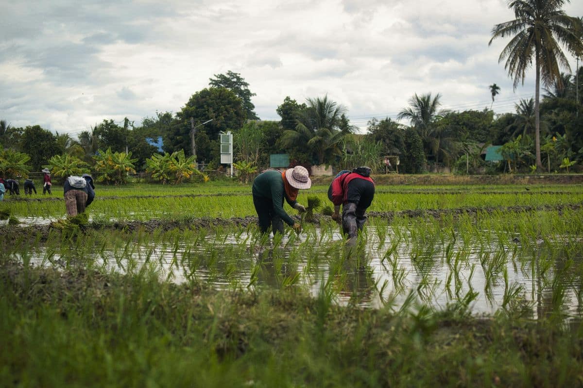 Produção mundial de um dos alimentos mais consumidos no mundo está ameaçada pelo El Niño