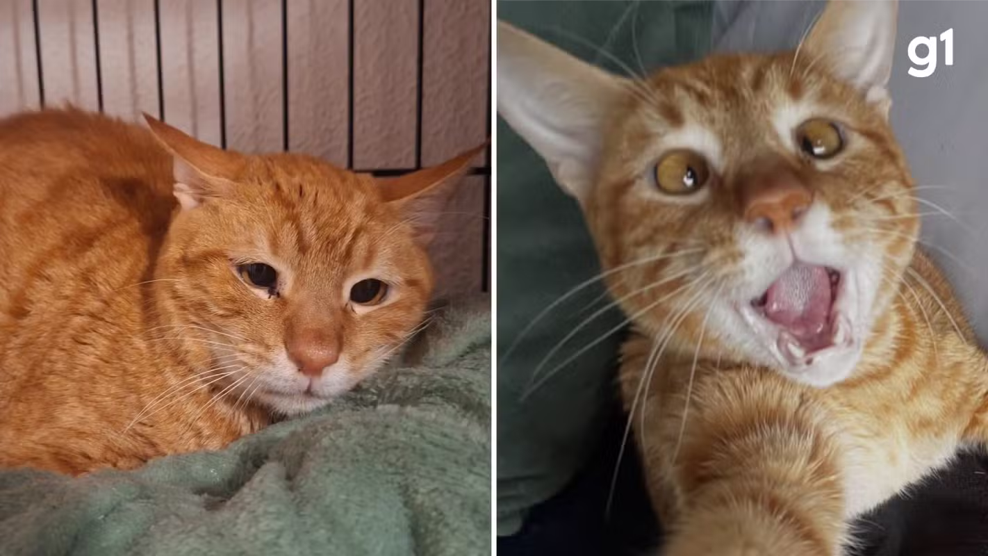 Antes e depois: gato devolvido para abrigo por ser 'dependente demais' viraliza com cara 'triste' e reaparece 'feliz' com novo tutor no RS