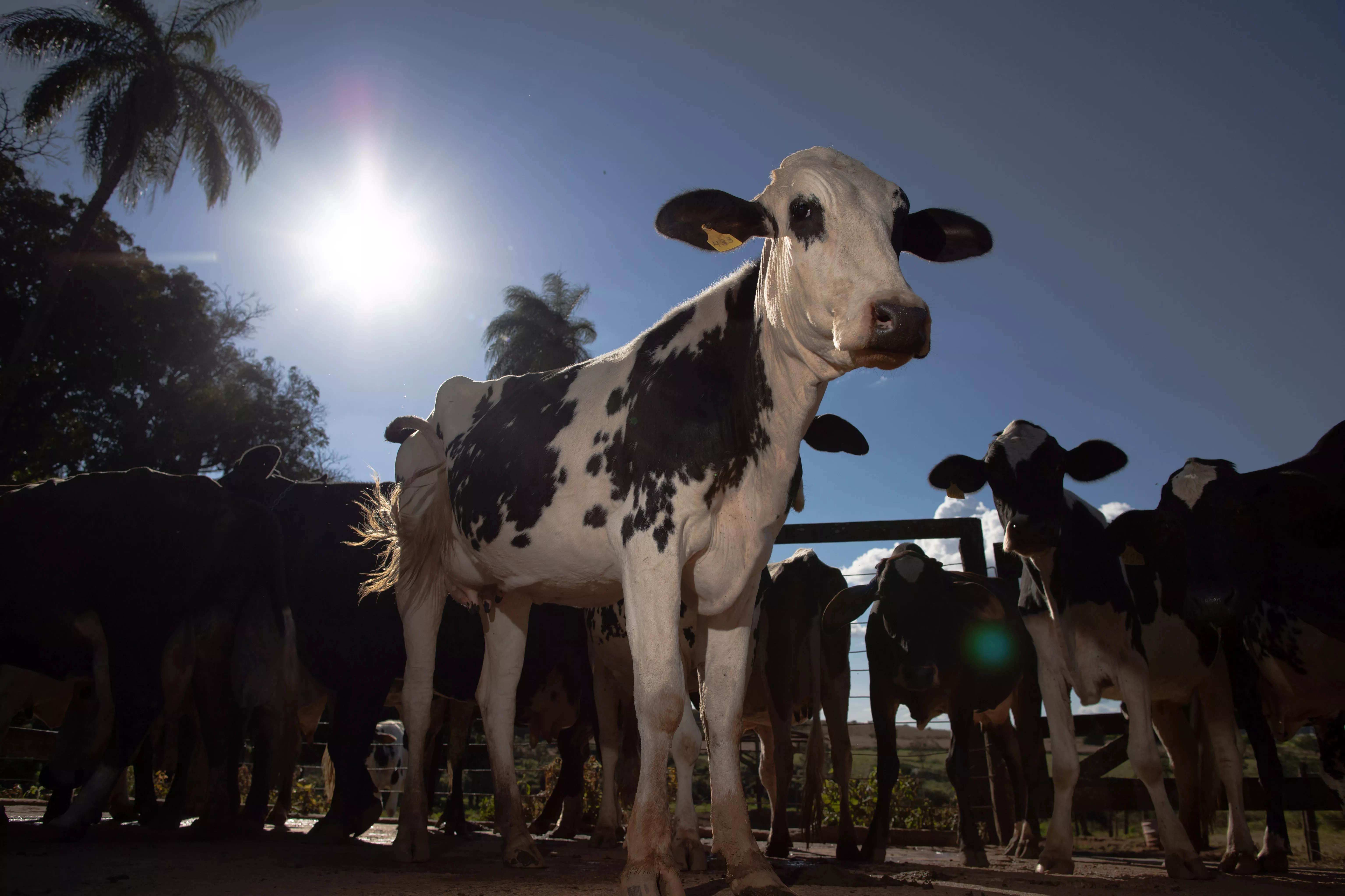 Como começar na produção de leite? Cartilha gratuita reúne orientações para produtores
