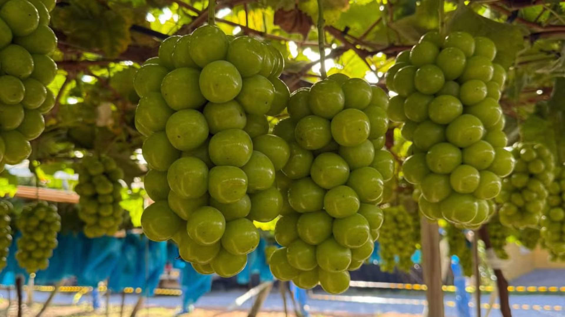 Caqui vistoso, atemoia 'de sobremesa', wasabi fresco e uva mais doce que cana: por que Pilar do Sul se destaca por cultivos diferentes?