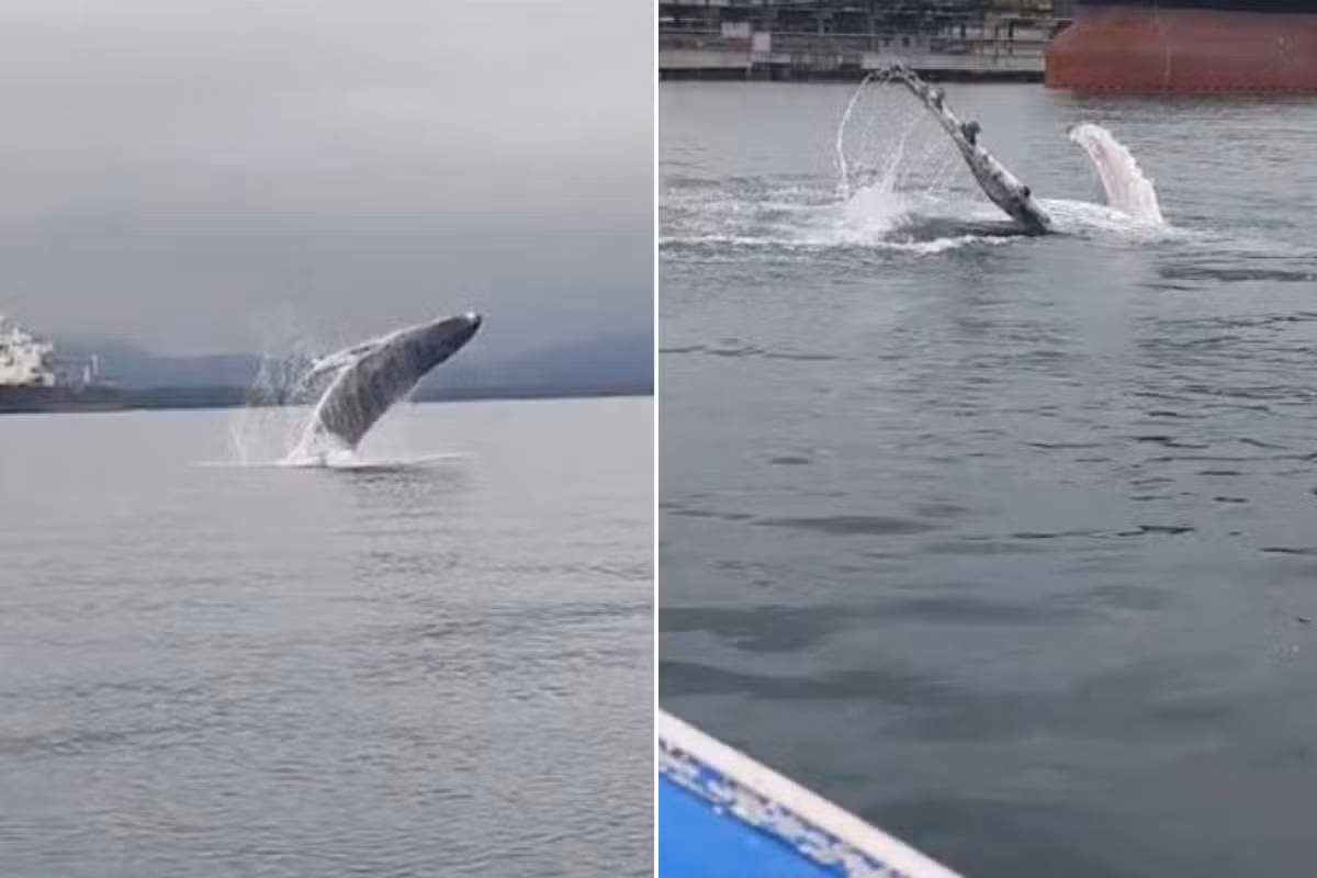 Filhote de baleia jubarte é flagrado saltando e dando ‘tchau?
