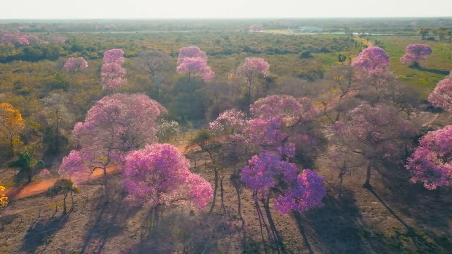 FOTOS: florada de ipês colore o Pantanal durante clima de deserto em MT
