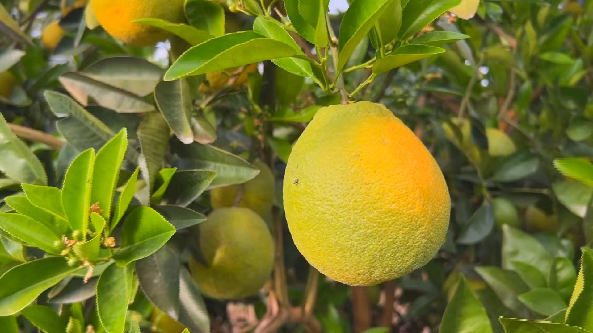 Safra de laranja cresce no interior de SP, mas queda no consumo de suco derruba preços