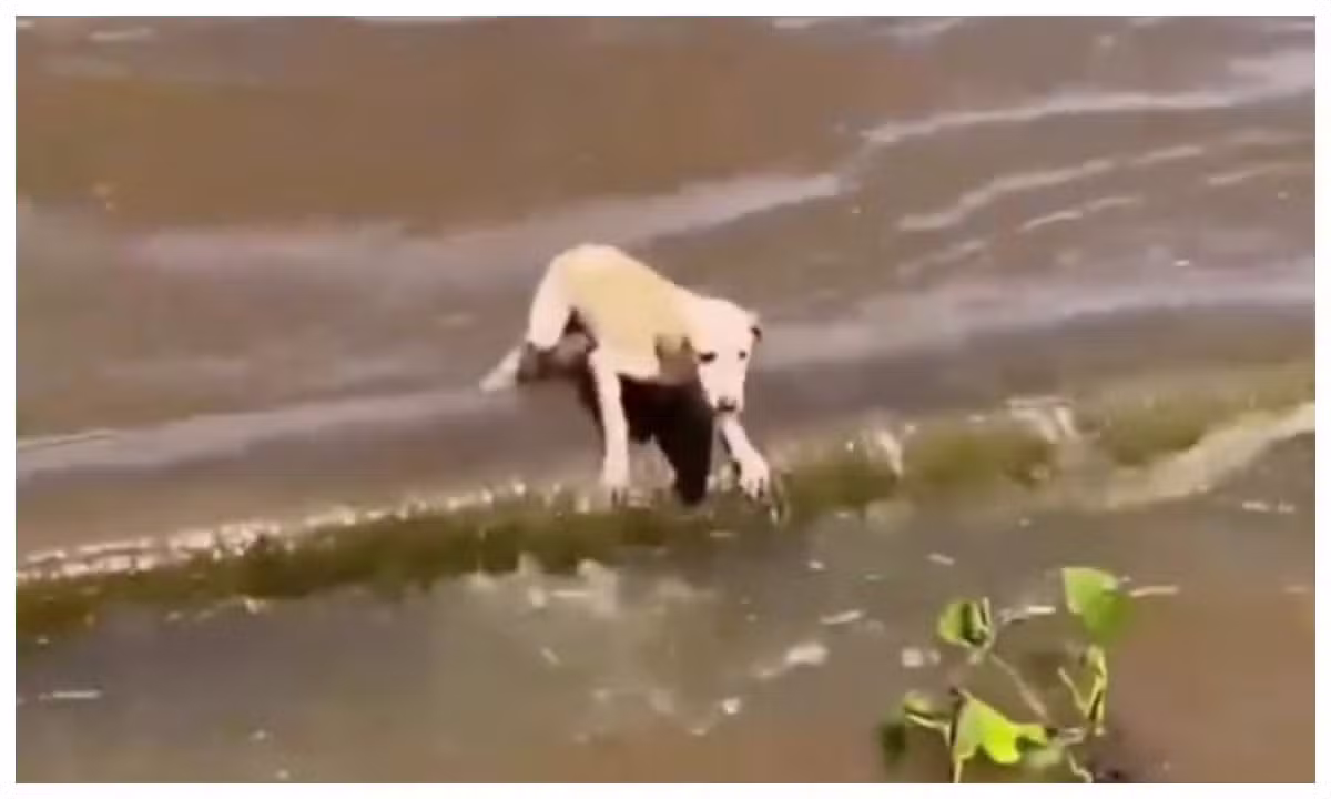 Cadela à deriva no Rio Amazonas é resgatada por tripulantes de barco que seguia para o Festival de Parintins