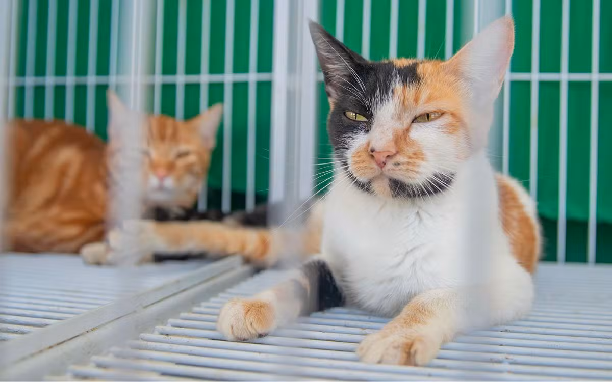 Feira de Adoção Responsável garante novos lares para cães e gatos em Macaé
