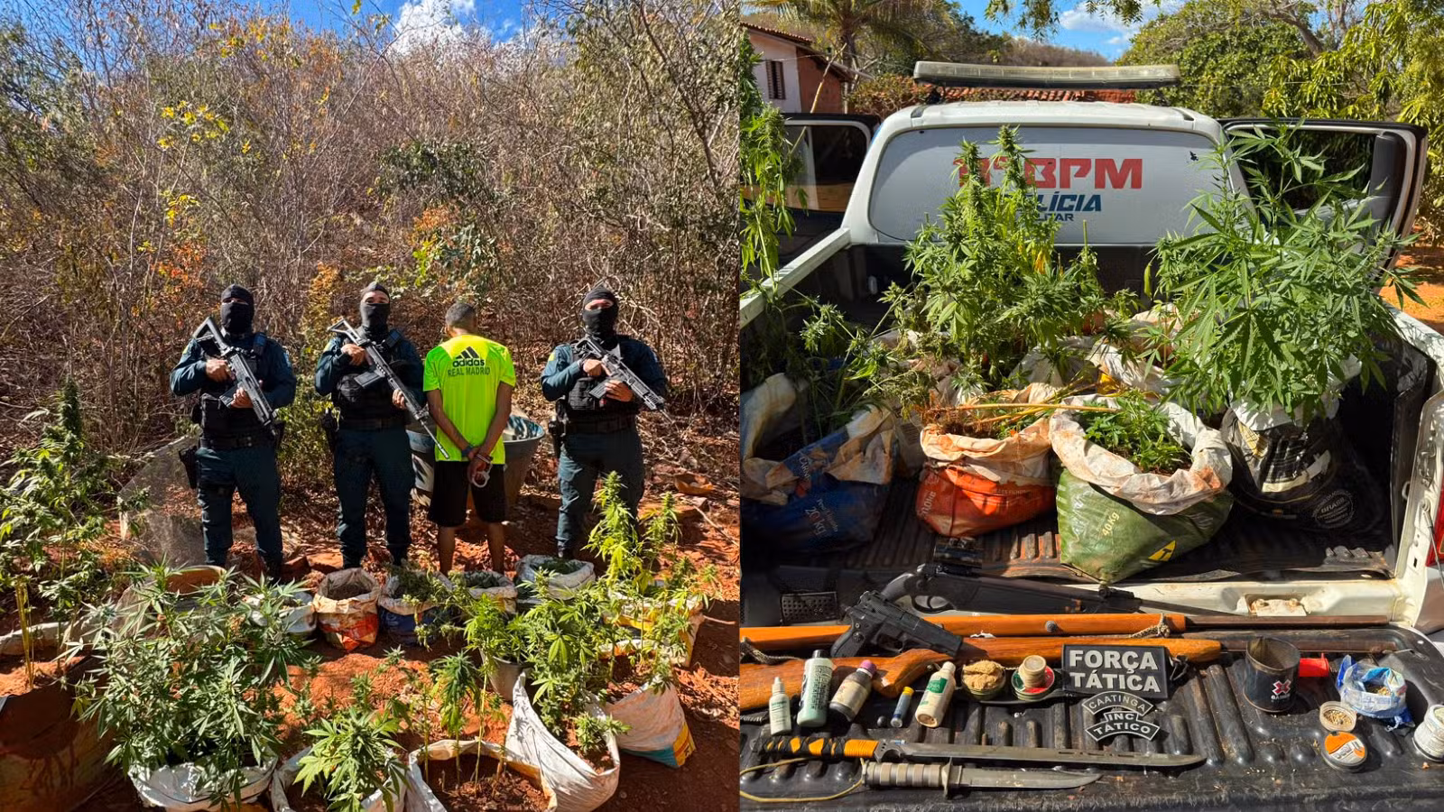 Mais de 70 mudas de maconha são apreendidas em casa no Piauí; homem é conduzido