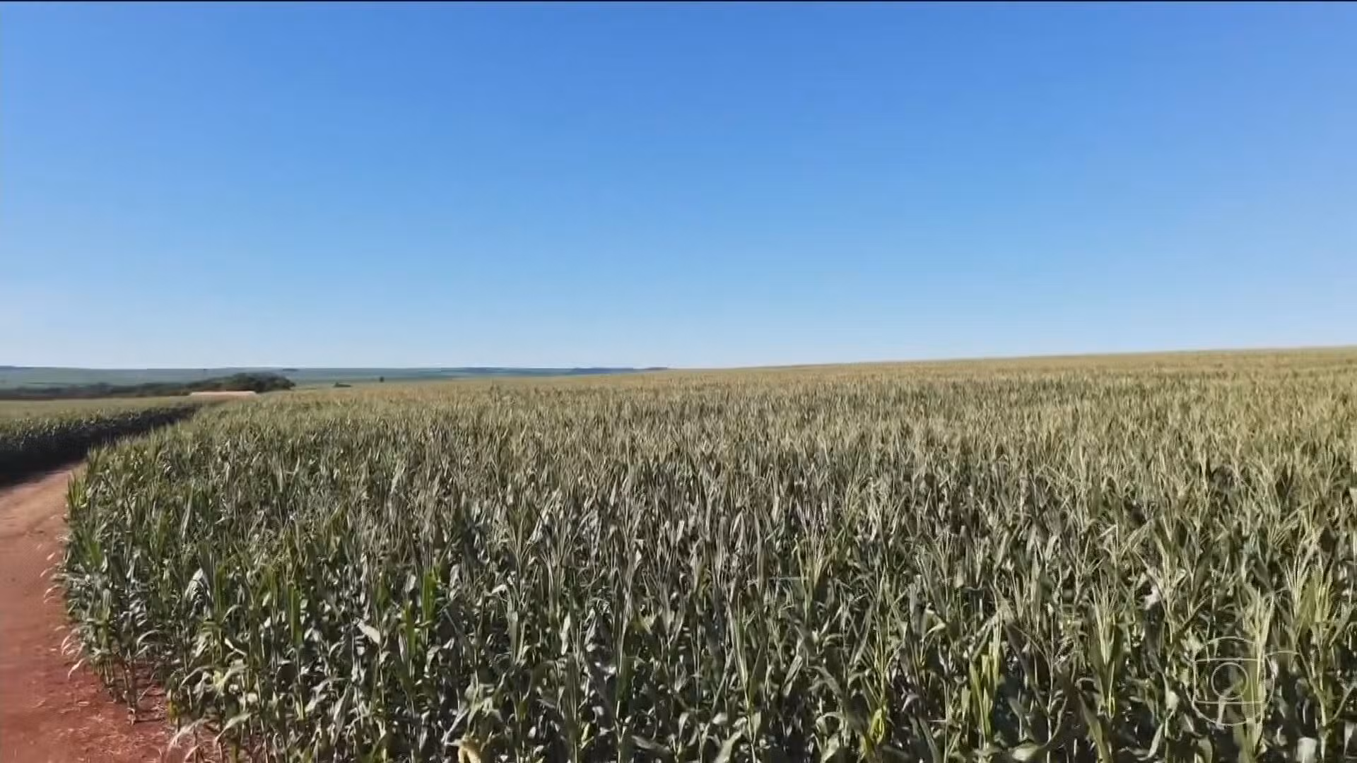 Por que um El Niño intenso deixa safras tropicais vulneráveis