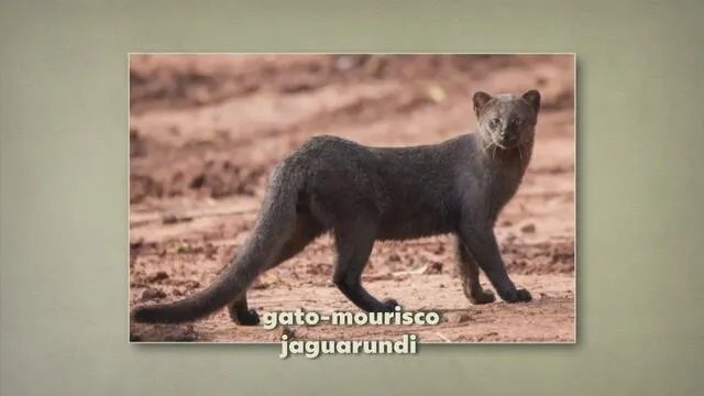 Casca enrugada do ovo pode ser sinal de estresse nas galinhas; veja por que isso acontece