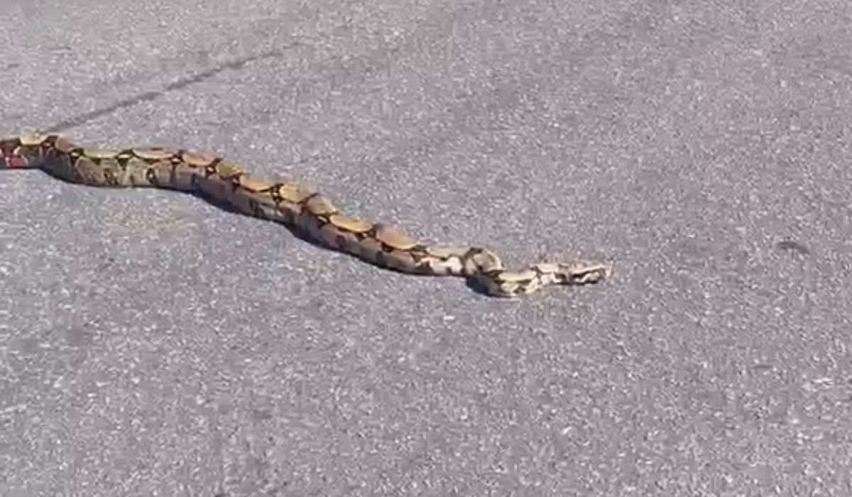 Cobra de mais de dois metros tenta atravessar rua em Manaus e é resgatada por policial; VÍDEO