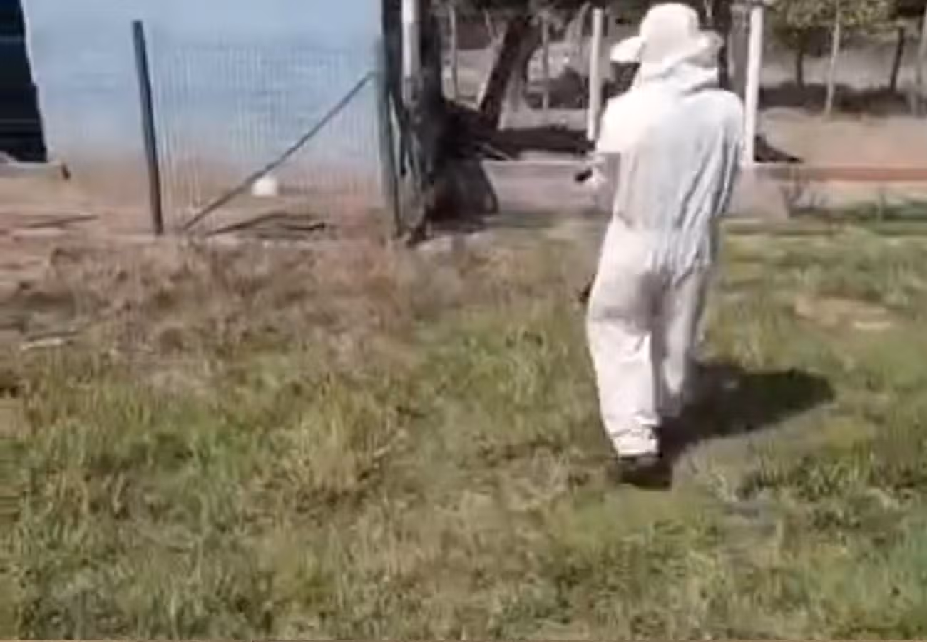 Enxame de abelhas ataca animais e trabalhadores no interior do TO; VÍDEO
