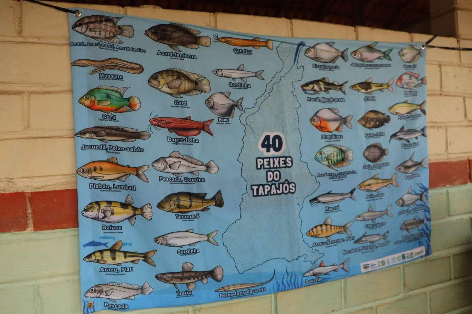 Concurso de pintura e histórias em quadrinhos sobre peixes do Tapajós abre inscrições na região