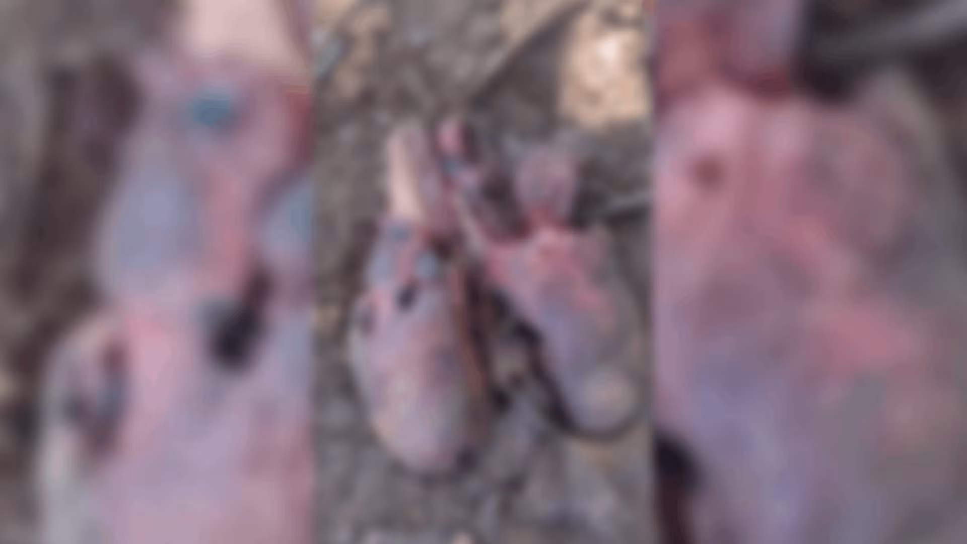Mulher encontra pulmão de animal no quintal após vizinhos tentarem comer o órgão e jogá