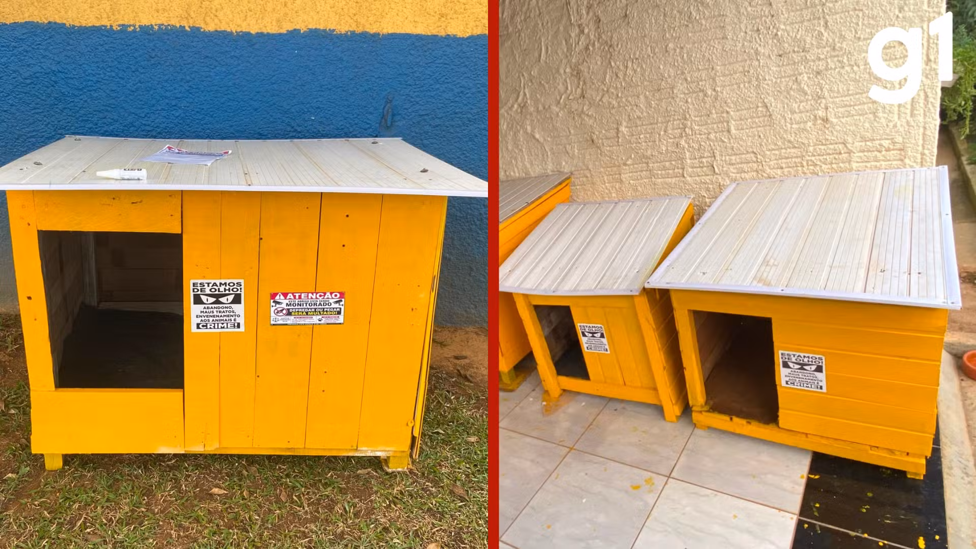VÍDEO: voluntários constroem abrigos para cães e gatos de rua com material reciclado em MT