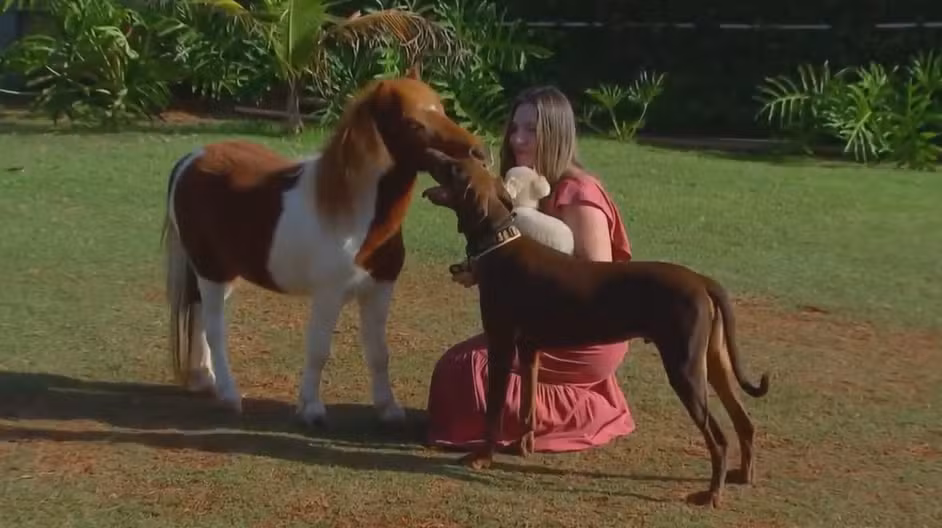 Menores que um pônei, mini-horses conquistam brasileiros e são criados como pets até em quintais de casa
