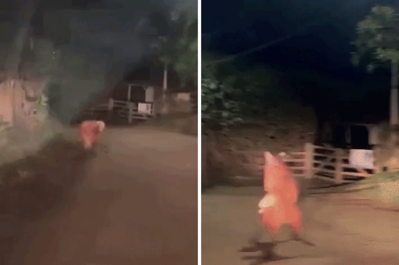 Vídeo flagra lobos-guará brigando por território em estrada do interior de SP: 'Cena impressionante'