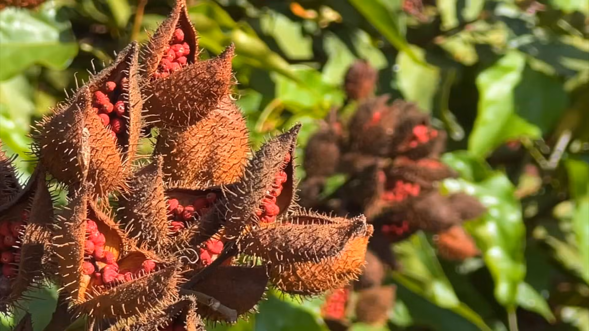 Como cultivar urucum
