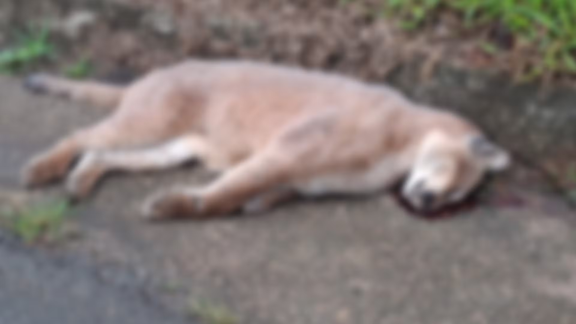Onça-parda morre após ser atropelada por veículo em rodovia de Itapeva